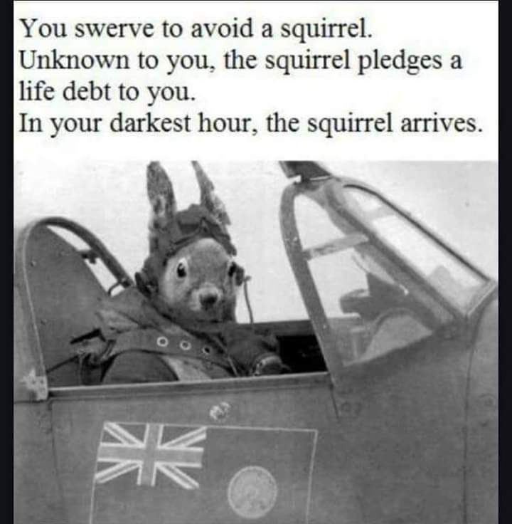 kmmeurer's tweet image. #SquirrelArmy