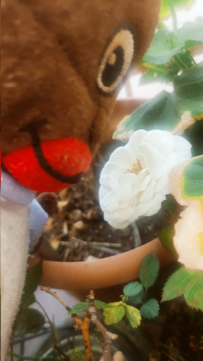 EnriqueysuMundo's tweet photo. Esta es una de las muchas flores que salen en mi jardín! Me encanta cuidar de las florecitas y las plantas! Dan mucha alegría y vida al entorno! #Enriqueysumundo #Enrique #LosConguitos #niñofeliz #serfeliz #behappy #enjoy #enjoylife #flowers #flores #flordeprimavera #Primavera https://t.co/d9xfQhMIPP