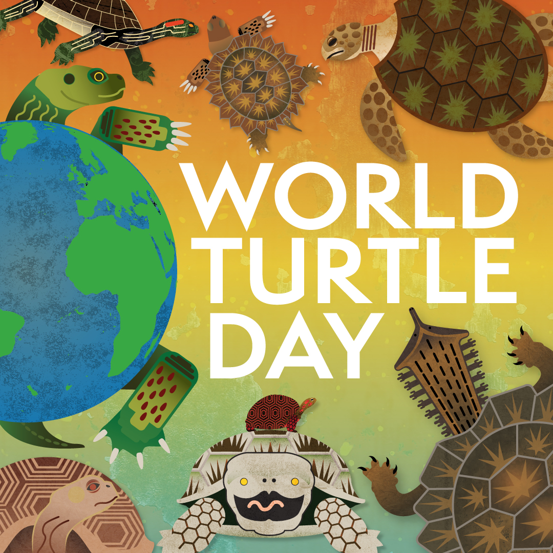 Make today turtle-y awesome! 🐢 😎