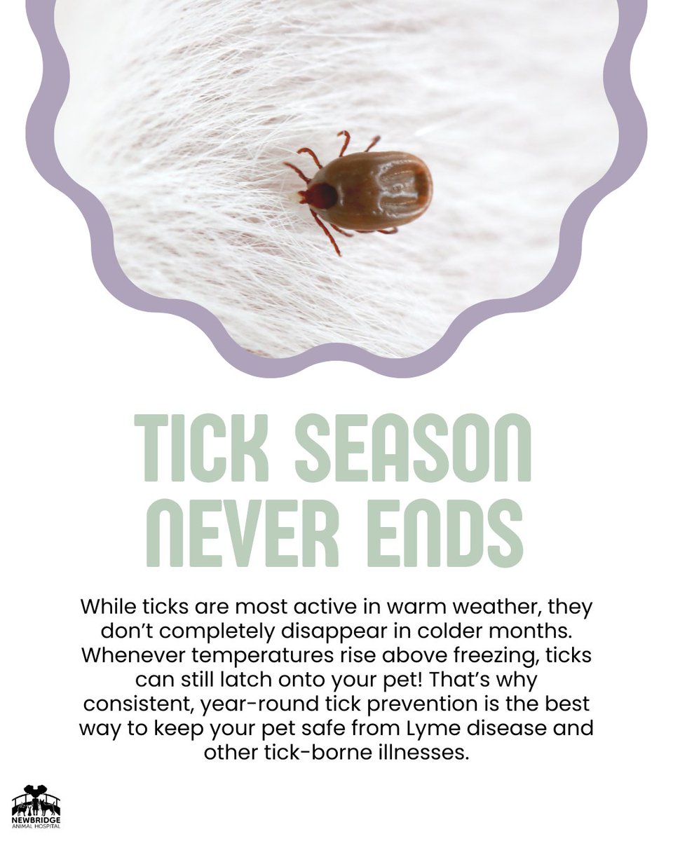 newbridgeanimal's tweet image. Many pet owners believe ticks disappear in cold weather, but these resilient pests stay active anytime temperatures rise above freezing! ❄️➡️🌡️

Protect your pet by maintaining tick prevention year-round!

#TickPrevention #HealthyPets #YearRoundProtection
