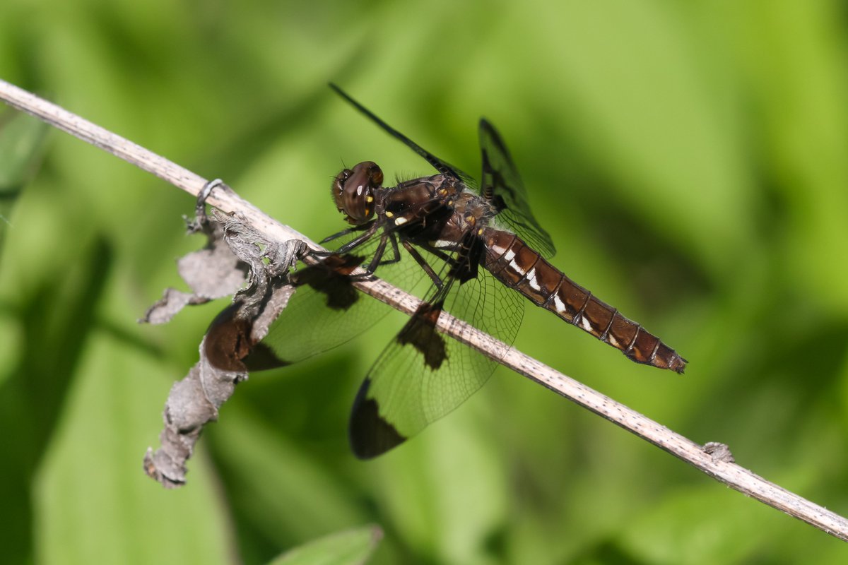 A female common whitetail skimmer dragonfly (Plathemis lydia) in the backyard today. #dragonflies #Odonata #Illinois #nature #photography #wildlifephotography