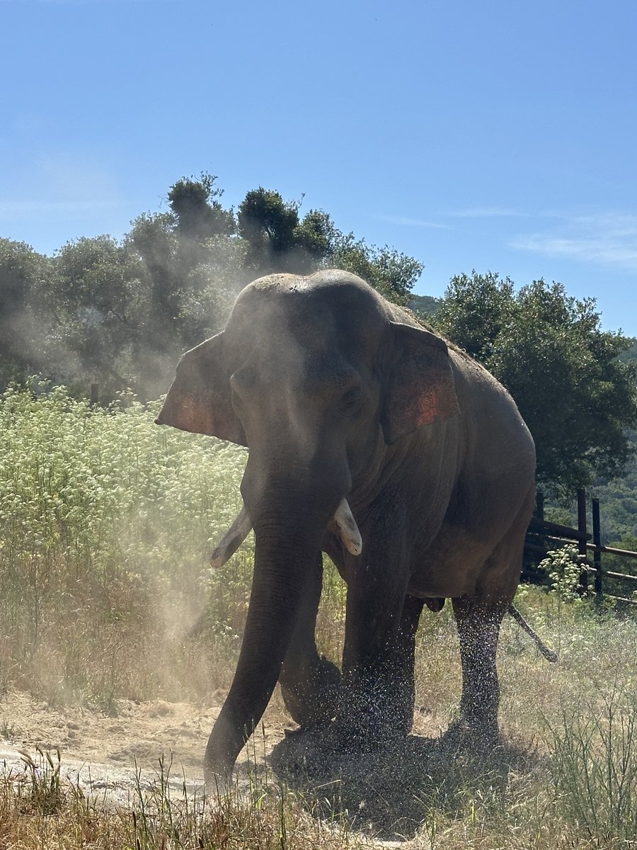 Our beloved Asian bull elephant, Nicholas, had the best kind of day at PAWS—full of splashes, chirps, and a whole lot of dust! 💦✨

First, he enjoyed a refreshing shower (courtesy of PAWS staff with a hose), cooling off under the warm sun. But the fun didn’t stop there—Nicholas