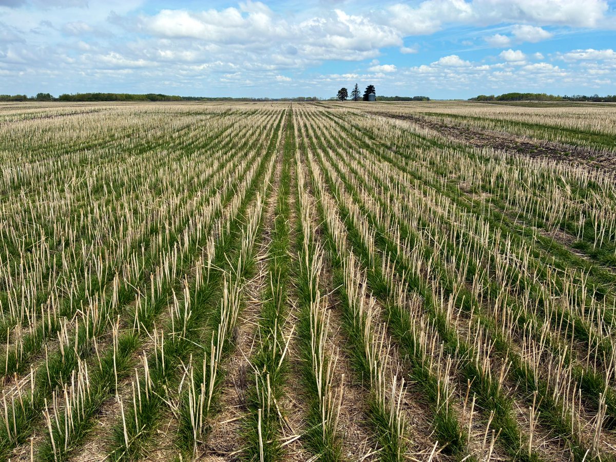 Creed (Imperial Seed) tweet media