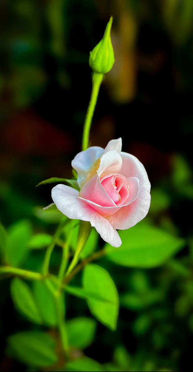 Ayeshaansari334's tweet image. Good Morning, Happy Saturday. I pray that you have a safe and blessed day!! ...