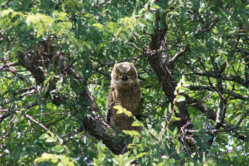 From the Lady Bird Johnson Wildlife Center facebook page: after last weekend’s tumble out of the nest, this owlet is adjusting well to treetop life. Its sibling remains in the nest, but is expected to be ready to leave at any moment.