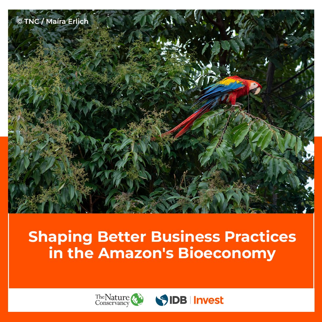 BID Invest - IDB Invest (@bidinvest) on Twitter photo At IDB Invest, we are committed to guiding the private sector in shaping the future of the bioeconomy in the Amazon.
Together with <a href="/nature_org/">The Nature Conservancy</a> and our Amazonia Forever program, we are contributing to developing a Good Practices Note to strengthen high-impact strategies through At IDB Invest, we are committed to guiding the private sector in shaping the future of the bioeconomy in the Amazon.
Together with <a href="/nature_org/">The Nature Conservancy</a> and our Amazonia Forever program, we are contributing to developing a Good Practices Note to strengthen high-impact strategies through