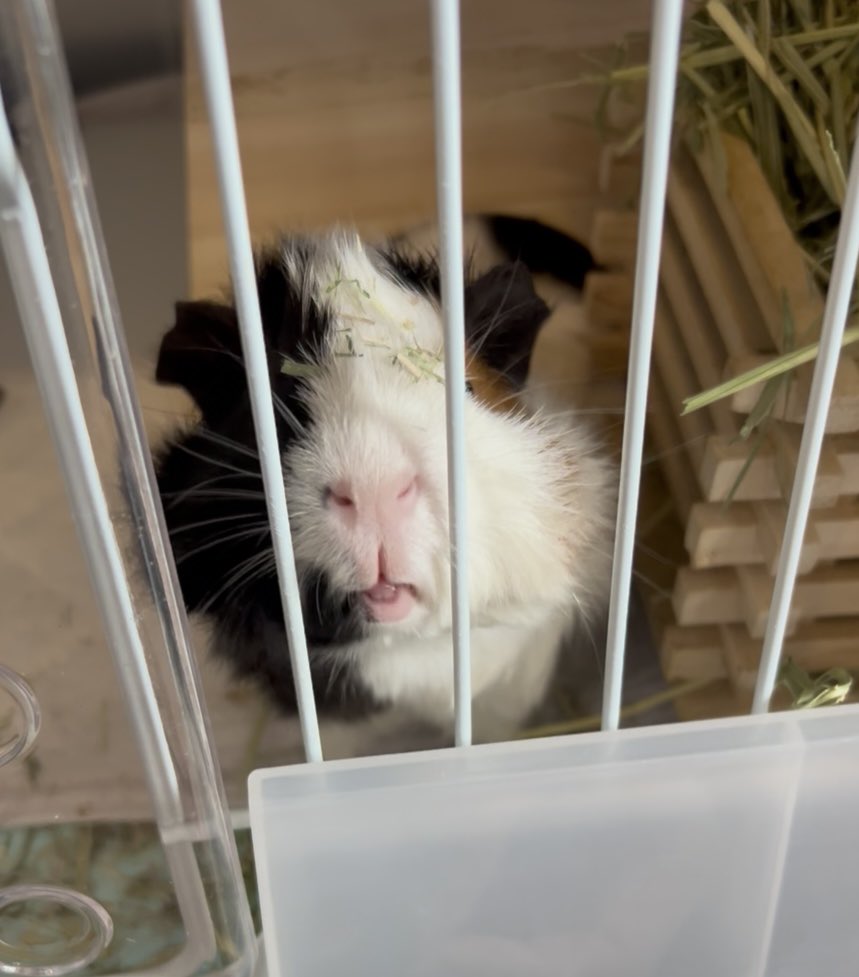 mocchiri_2411's tweet image. ねぇなんでおでこ草だらけなのー？
可愛すぎるんだけどー🫶🏻🫶🏻🫶🏻