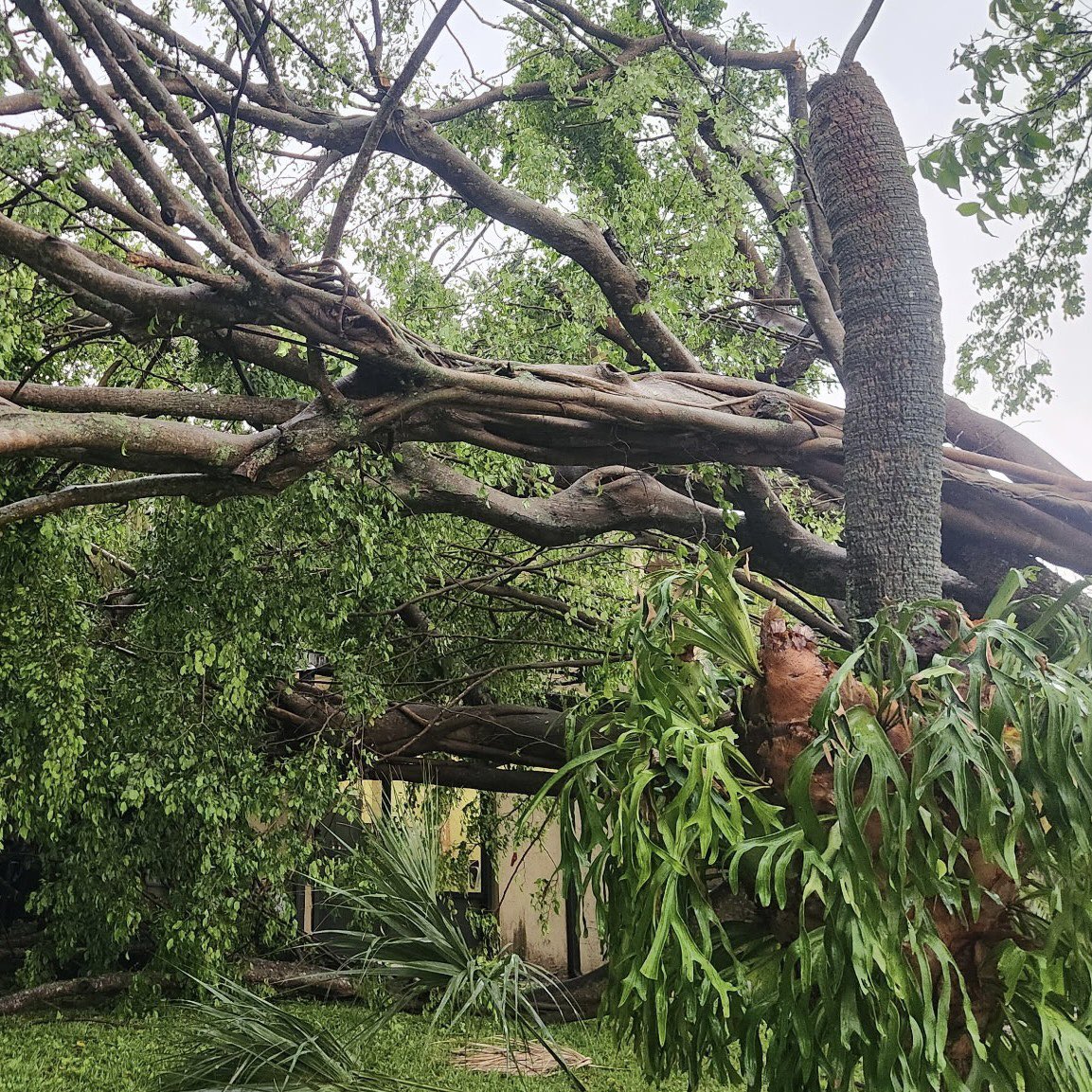 ATTENTION RESIDENTS: It appears as if a small tornado touched down in East Pembroke Pines, between Palm Avenue &amp; NW 72nd Avenue near Pines Boulevard.   electrical wires &amp; trees have been downed; power may be disrupted to some homes.  Use caution when traveling through the area.