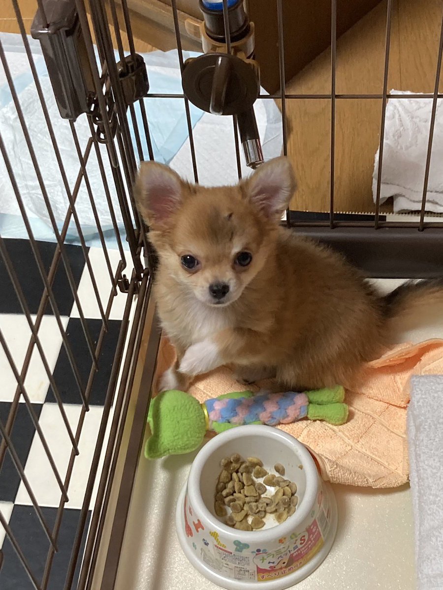 コナ、昨日で一歳になりました🥳🎉
こうみるとやはり小さかったのね