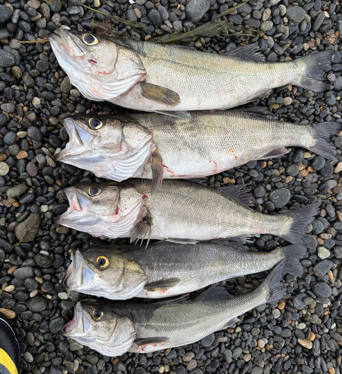日付けが変わって本日からナイトシーバス調査📝

砂スズキ60cm〜45cmが合計５本🎣
今回のアベレージは60cm前後

朝マズメ日が登ってからパタリとアタリがなくなったので納竿にしました

ロッド:コルトスナイパーS900M
リール:ストラディックSW5000XG
ルアー: Surface Wing 95F