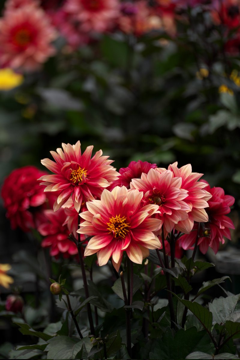 papawolf881's tweet image. 多分これが一番上手く撮れたと思います
#a7iii