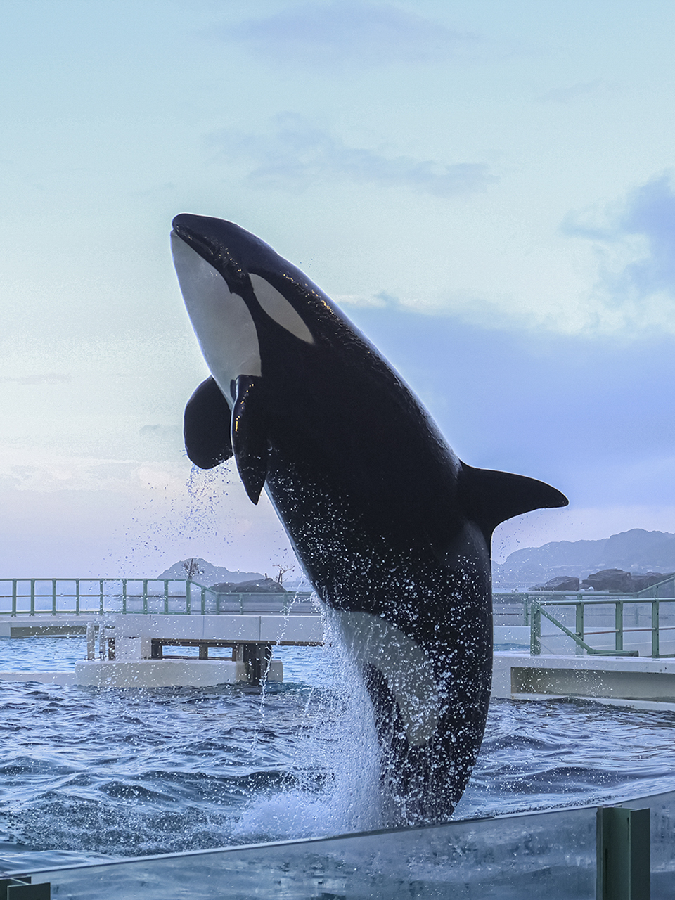 Kamogawa SeaWorld 黒 ポンチョ シャチ鴨シーワールド限定！ 鴨川シーワールド】猛暑を見越し半月早くスタート！2024年7月1日