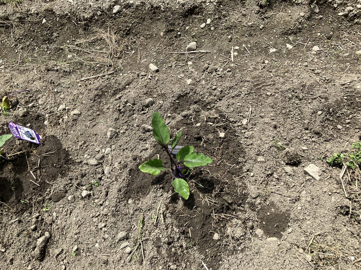 今年は茄子はマルチなしで育ててみよう