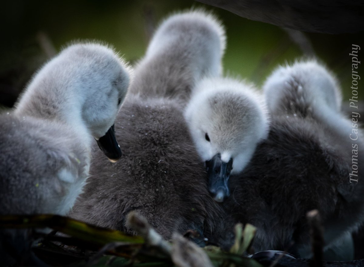 Thomas Casey tweet media