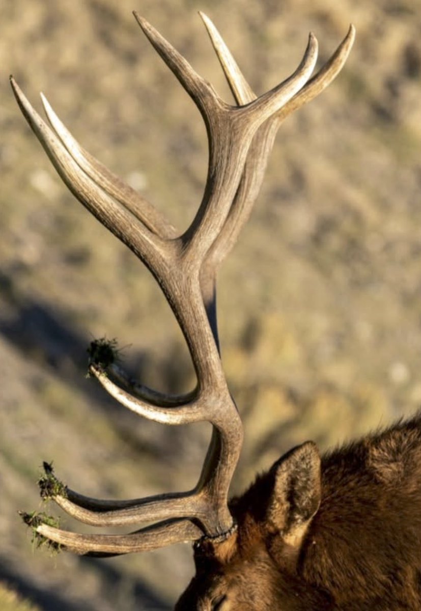 repyourwild's tweet photo. It's always great to cross paths with a good bull.

#repyourwild #hunting #elkhunting #elk https://t.co/xxMMgN65cO