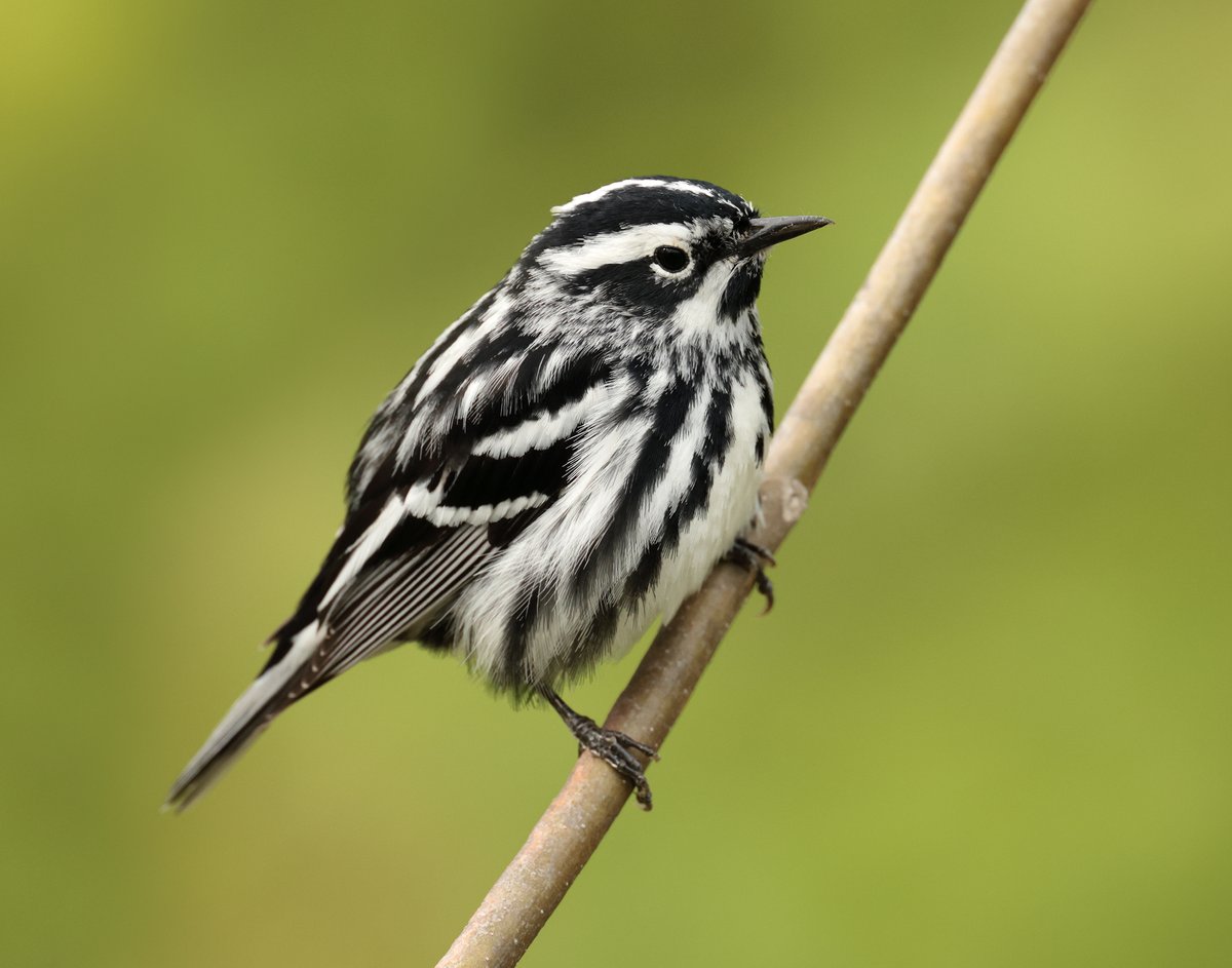Black and White Warbler, Simcoe, Ontario, Canada . May 2025.