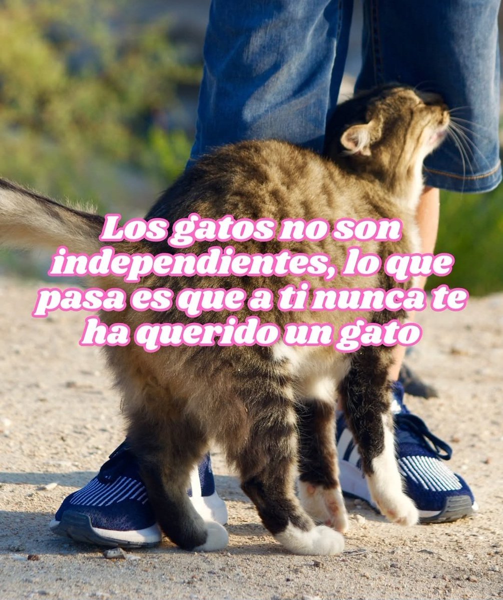 ROSA MESTRES (@rosamestres2) on Twitter photo 