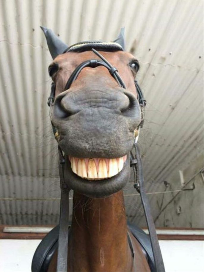 Tweets of Dogs (@tweeetsofdogs) on Twitter photo If Animals Matter to You, This Selfie Deserves a ❤️🐴😁 If Animals Matter to You, This Selfie Deserves a ❤️🐴😁