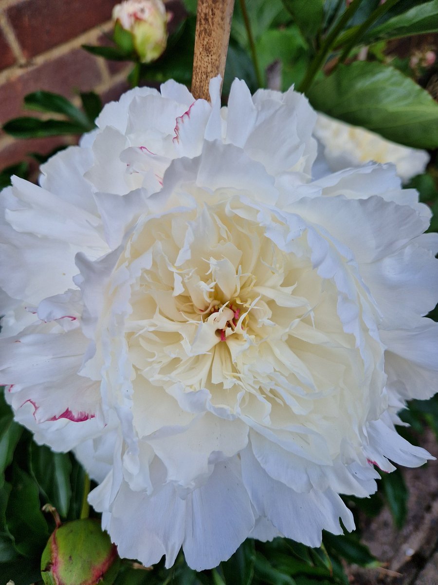 eve1231_'s tweet photo. #Hello #GardenersWorld
This is #Peony Festiva Maxima
She is magnifying and as huge as a sideplate
#Flowerhunter https://t.co/uxcxRB2MAs