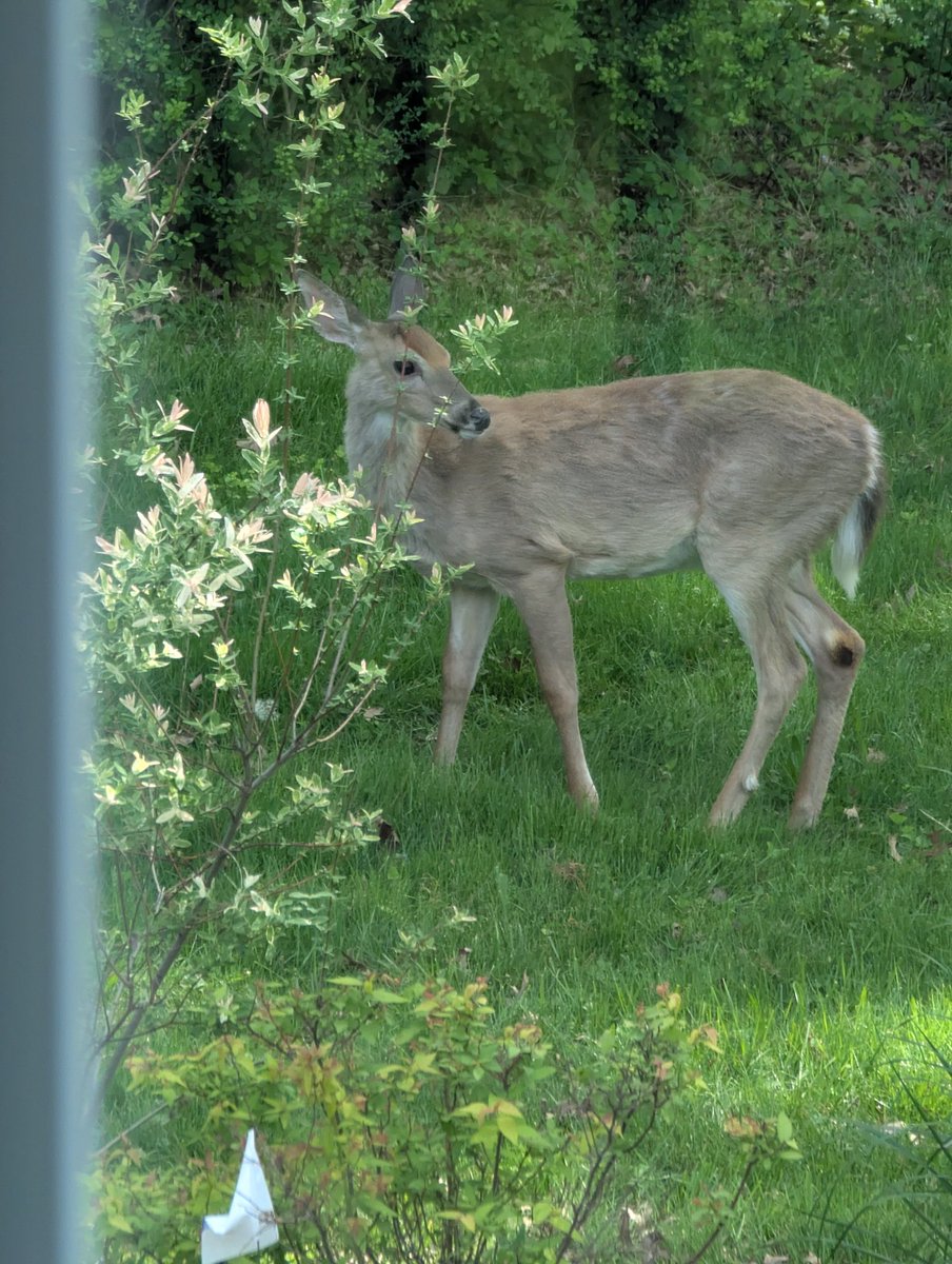 Arka bahçeye #geyik geldi. #deer