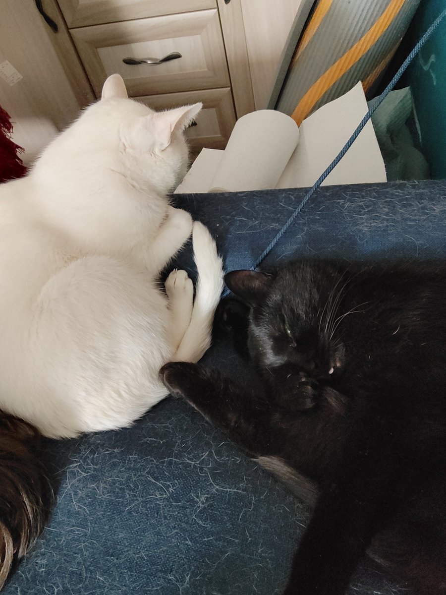 ALighthouseCat's tweet image. Тоже чб