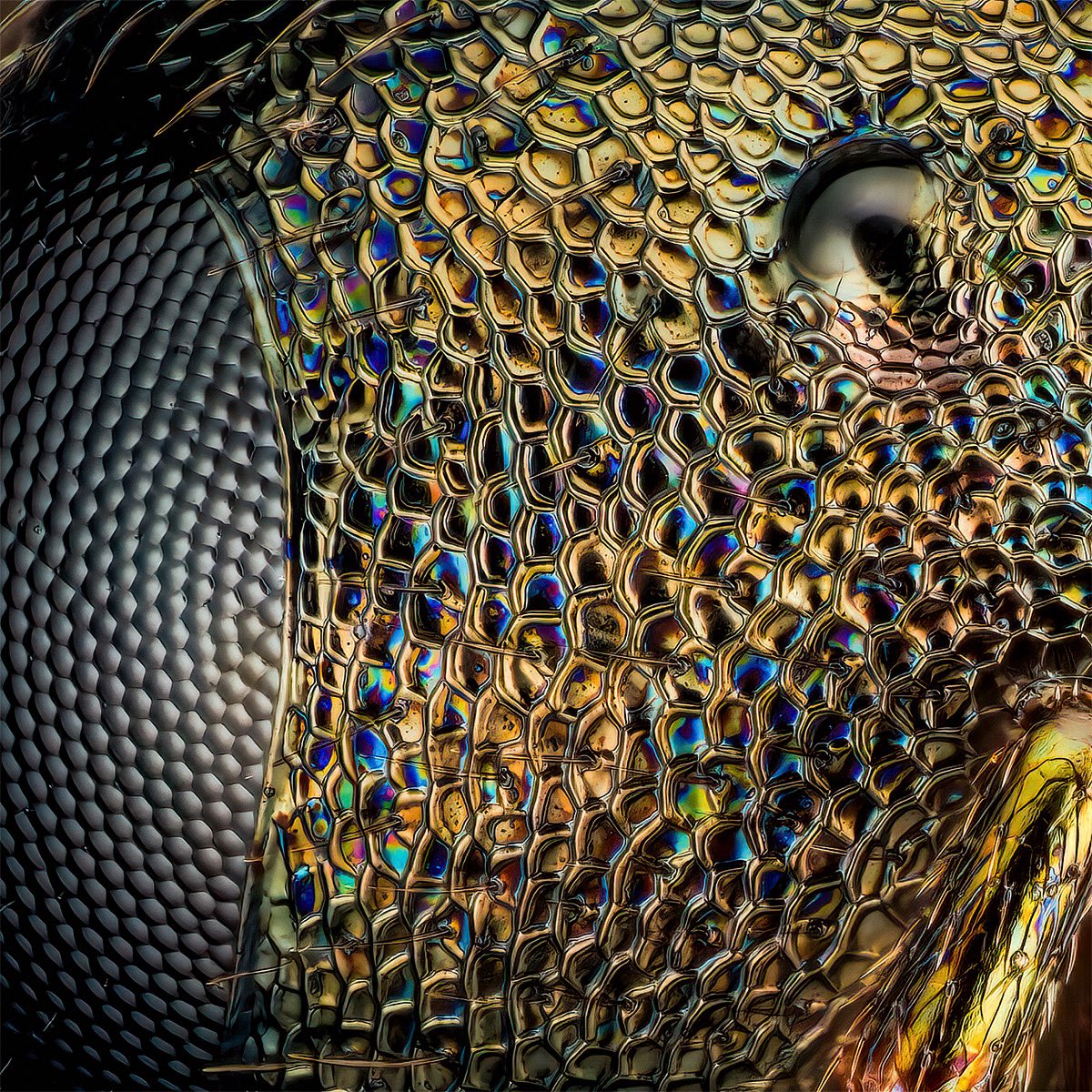 🇬🇧Head of a small chalcid wasp at scale of 50:1. On the left you can see part of the compound eye, on the right an ocelle and at the bottom right part of the antenna.

🇩🇪 Kopf einer kleinen Erzwespe bei einem Maßstab von 50:1. Links sehringen einen Teil des Komplexauges, rechts