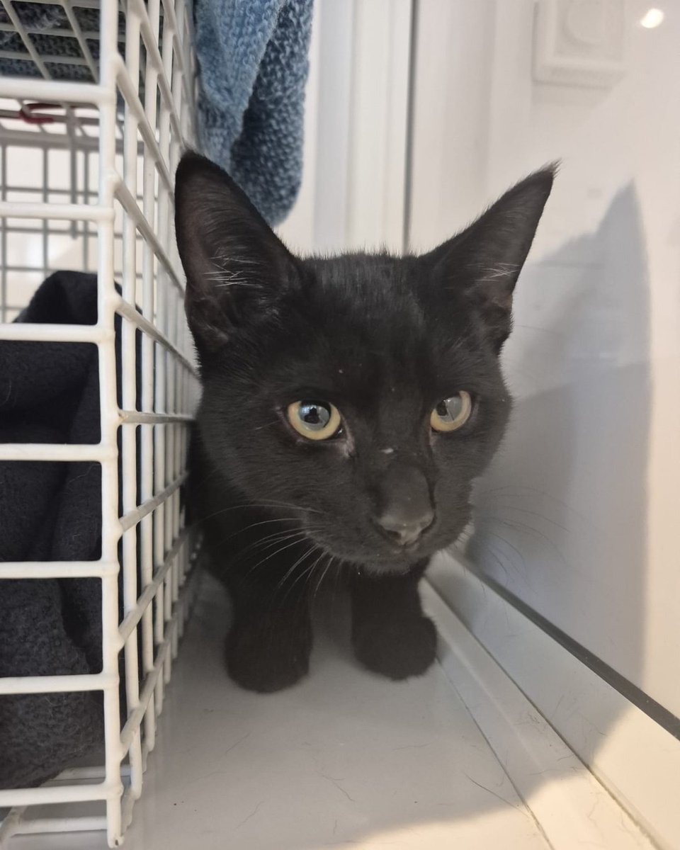 RSPCA (England & Wales) (@rspca_official) on Twitter photo Our animal rescuer had his work cut out when we got a call about a kitten trapped down a ventilation pipe in a shop in #Wisbech 🙀
After a 3-day rescue mission, William the kitten was finally found in a cellar underneath the shop floor and is now recovering at <a href="/west_eau/">West Norfolk RSPCA Eau Brink</a> 💙 Our animal rescuer had his work cut out when we got a call about a kitten trapped down a ventilation pipe in a shop in #Wisbech 🙀
After a 3-day rescue mission, William the kitten was finally found in a cellar underneath the shop floor and is now recovering at <a href="/west_eau/">West Norfolk RSPCA Eau Brink</a> 💙