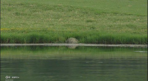 Brian Harman took so long hitting the ball that a TURTLE traveled far from the time he addressed the ball to when he hit it.