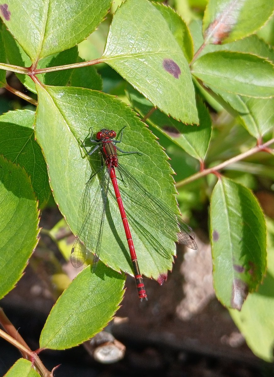 RottyTeg's tweet photo. Beautiful red damselfly.  #NaturePhotography #Damselfly #Garden https://t.co/X1Md5YsCOO