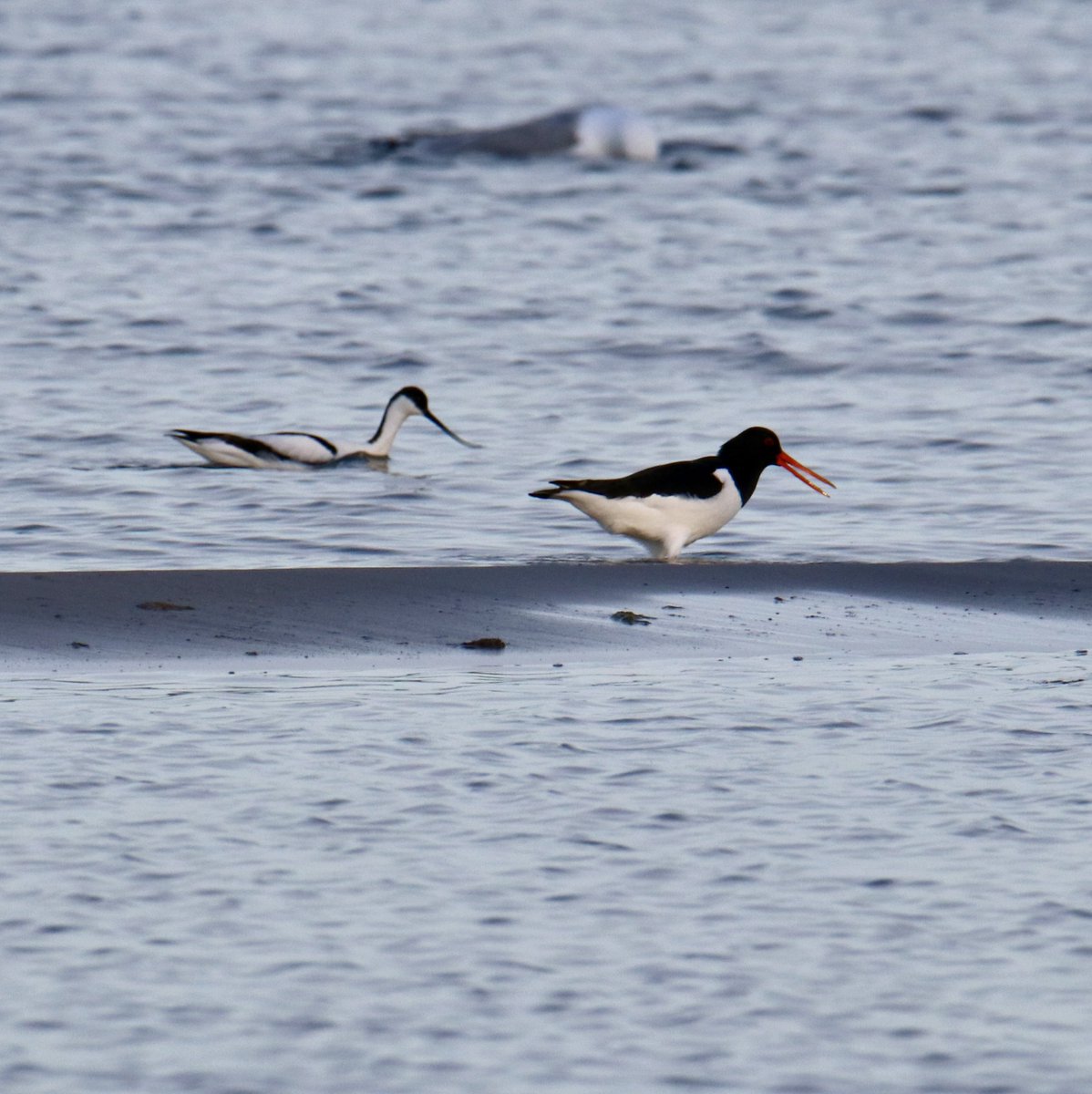 Beidzot!!! Cik reizes es braucu uz Mērsragu avozetu lūkoties, beidzot Engure mani aplaimoja.