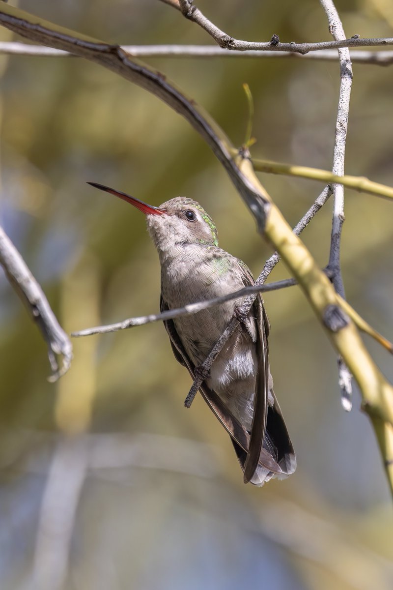 Broad-billed Hummingbird, Arizona #birdphotography #BirdsOfTwitter #birdwatching #BBCWildlifePOTD #nature #NaturePhotography #wildlifephotography #wildlife #TwitterNatureCommunity #twitterbirds #BirdTwitter #naturelovers #BirdsSeenIn2025 #BirdsOfX #NatureLovers #natureworld