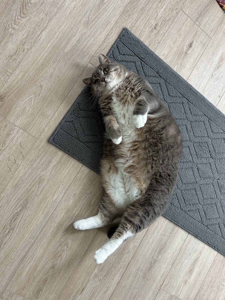 It’s #jellybellyfriday and I’m here for it. Unfortunately no one is here to give me belly rubs😿! hope they come home soon, and you all are having a pawsome day!
❤️Maggie (can Teddy) #catsarefamily, #bekindalways,
#adoptdontshop, #catsOnX 😻😽🐾🐈‍⬛🐕🐶🇺🇸