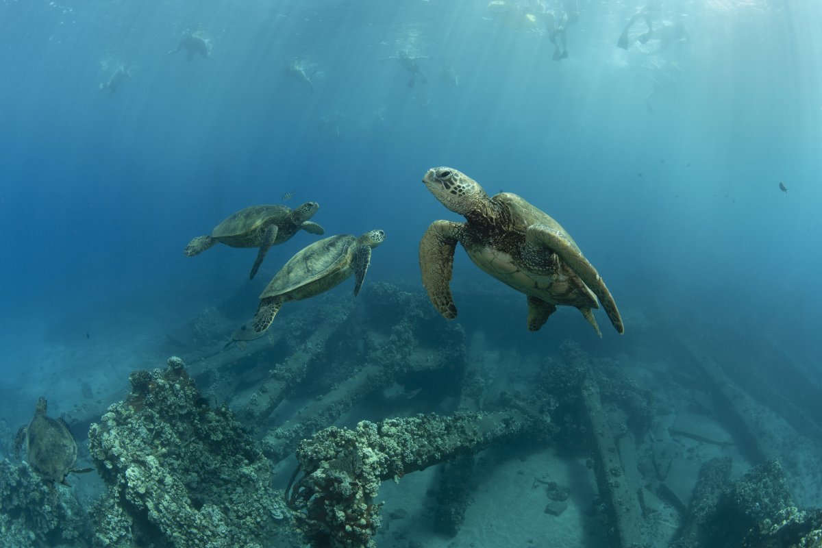 National Marine Sanctuary Foundation (@marinesanctuary) on Twitter photo It's time to shell-ebrate! 🐢
For #WorldTurtleDay and the opening of the #GetIntoYourSanctuary photo contest, we're spotlighting some turtle-y awesome previous first place photos!
Submit your best snapshots to <a href="/sanctuaries/">Sanctuaries (NOAA)</a>' #PhotoContest by September 1! ow.ly/seub50VX8wb It's time to shell-ebrate! 🐢
For #WorldTurtleDay and the opening of the #GetIntoYourSanctuary photo contest, we're spotlighting some turtle-y awesome previous first place photos!
Submit your best snapshots to <a href="/sanctuaries/">Sanctuaries (NOAA)</a>' #PhotoContest by September 1! ow.ly/seub50VX8wb