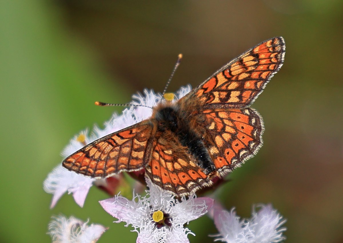 Marsh Fritillary today Dartmoor bog.