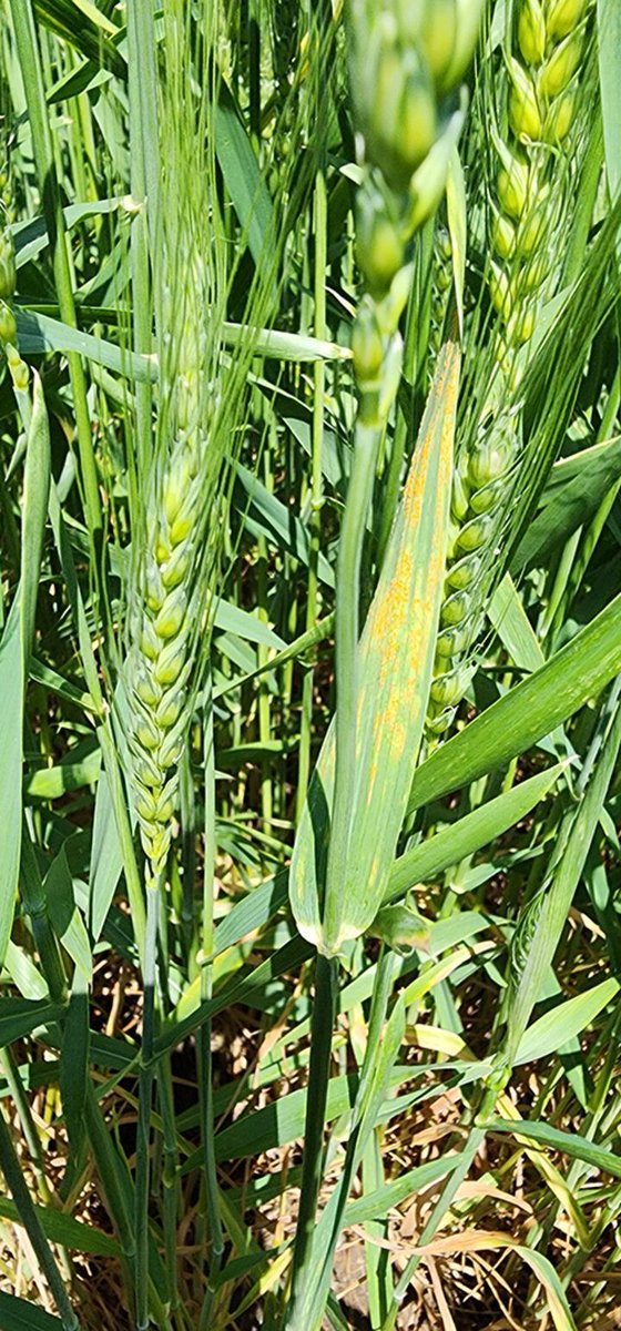 Nebraska CropWatch (@unl_cropwatch) on Twitter photo With stripe rust beginning to appear in #Nebraska #wheat fields, <a href="/UNLExtension/">Nebraska Extension</a> is calling on #farmers to report disease sightings & contribute to the 2025 statewide rust tracking map. buff.ly/CXPLksC
#NebExt #ag #cropdisease #wheatrust <a href="/UNLPlantClinic/">UNLPlant&Pest Clinic</a> #winterwheat #UNL With stripe rust beginning to appear in #Nebraska #wheat fields, <a href="/UNLExtension/">Nebraska Extension</a> is calling on #farmers to report disease sightings & contribute to the 2025 statewide rust tracking map. buff.ly/CXPLksC
#NebExt #ag #cropdisease #wheatrust <a href="/UNLPlantClinic/">UNLPlant&Pest Clinic</a> #winterwheat #UNL