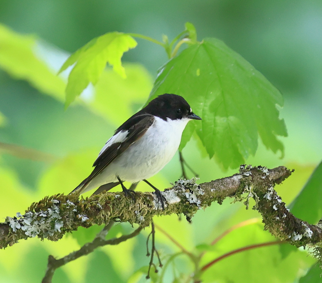 Pied Flycatcher today Dartmoor