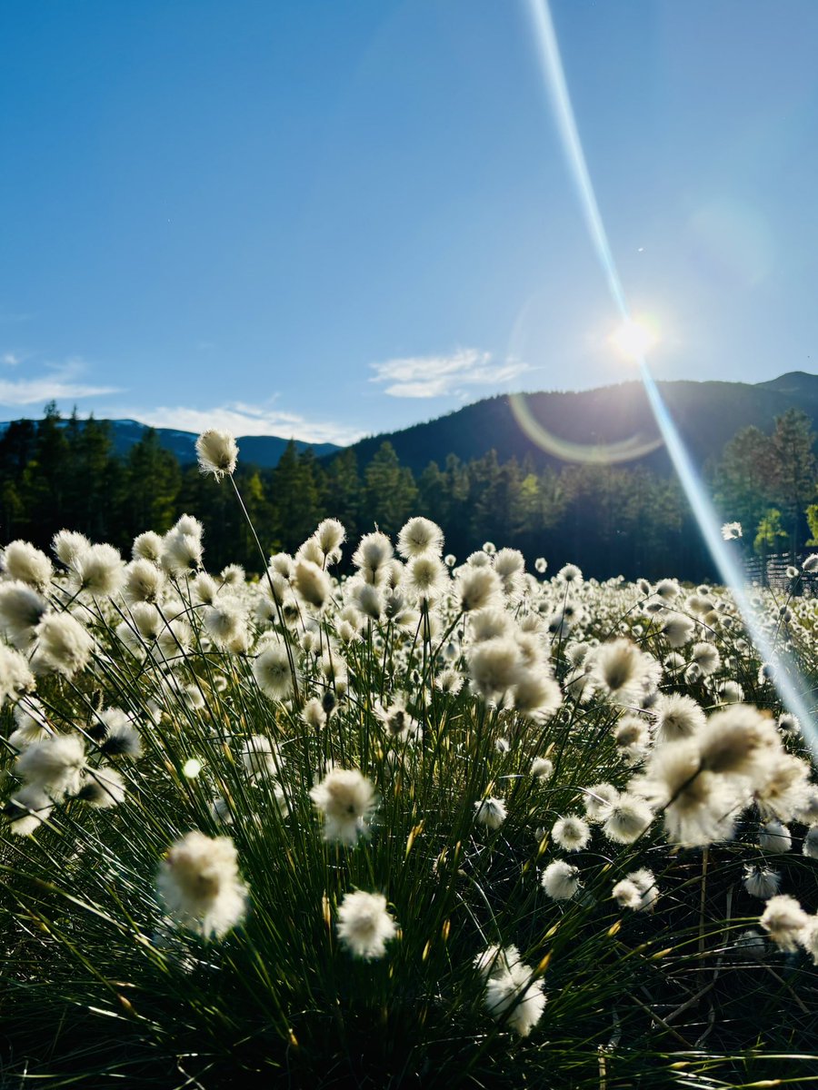Cotton grass in the evening sun. 
Its name in Norwegian is myrull -bog wool and apparently this is what the trolls use to make their clothes.