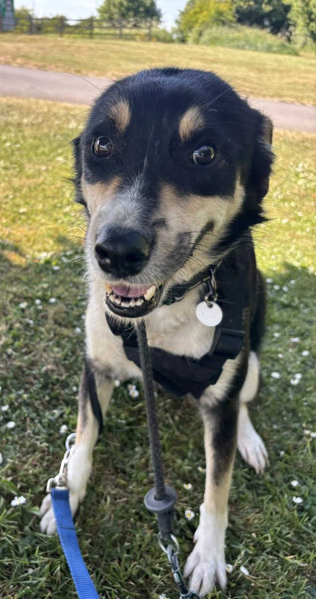 Rescue dogs for rehoming tweet media