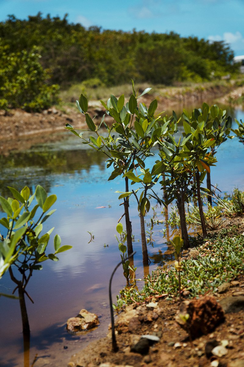 🌴 Fieldwork in action

D3 of the #GO4Climate workshop: participants explored resilience sites across #SintMaarten - from mangrove restoration to coastal erosion and landfill challenge

Also on the agenda: early warning systems, whole-system approaches &amp; peer insights
#GO4Climate