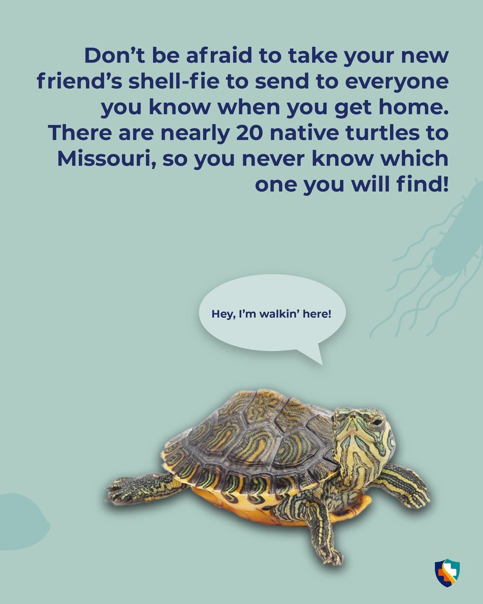 "HEY, I'M WALKIN' HERE!" - Turtles, probably.

#TurtleTakeover continues! Here's your guide to staying shell-thy while helping turtles cross the road. Simple instructions can keep you and your turt friends safe.
Saved a spe-shell buddy recently? PLEASE DROP YOUR PICS ⬇️
