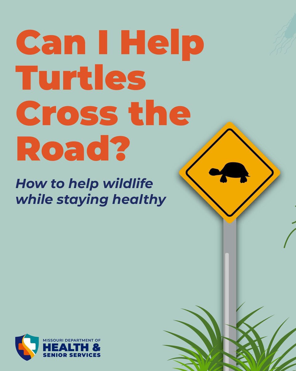 HealthyLivingMo's tweet photo. "HEY, I'M WALKIN' HERE!" - Turtles, probably.
#TurtleTakeover continues! Here's your guide to staying shell-thy while helping turtles cross the road. Simple instructions can keep you and your turt friends safe.
Saved a spe-shell buddy recently? PLEASE DROP YOUR PICS β¬οΈ https://t.co/G0Uk7WDqDc