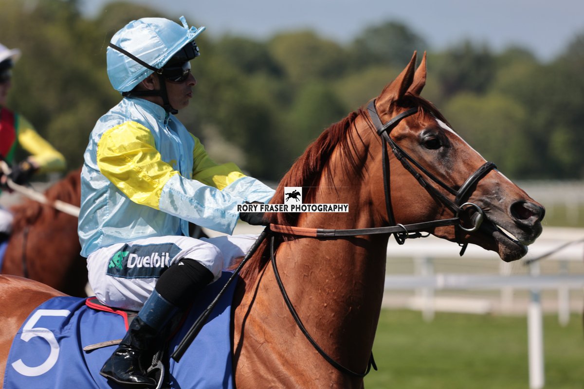 Rory Fraser Photography🤘 (@92roryf) on Twitter photo GULYA (Night of Thunder x Roman Venture) at York last week for the listed Sky Bet Fillies' Stakes (1m)
Trained by @varianracing and owned by <a href="/NurlanBizakov/">Nurlan Bizakov</a>
A distant relative to dual Gr. 1 winner Romanised and runner up on her previous two starts. GULYA (Night of Thunder x Roman Venture) at York last week for the listed Sky Bet Fillies' Stakes (1m)
Trained by @varianracing and owned by <a href="/NurlanBizakov/">Nurlan Bizakov</a>
A distant relative to dual Gr. 1 winner Romanised and runner up on her previous two starts.