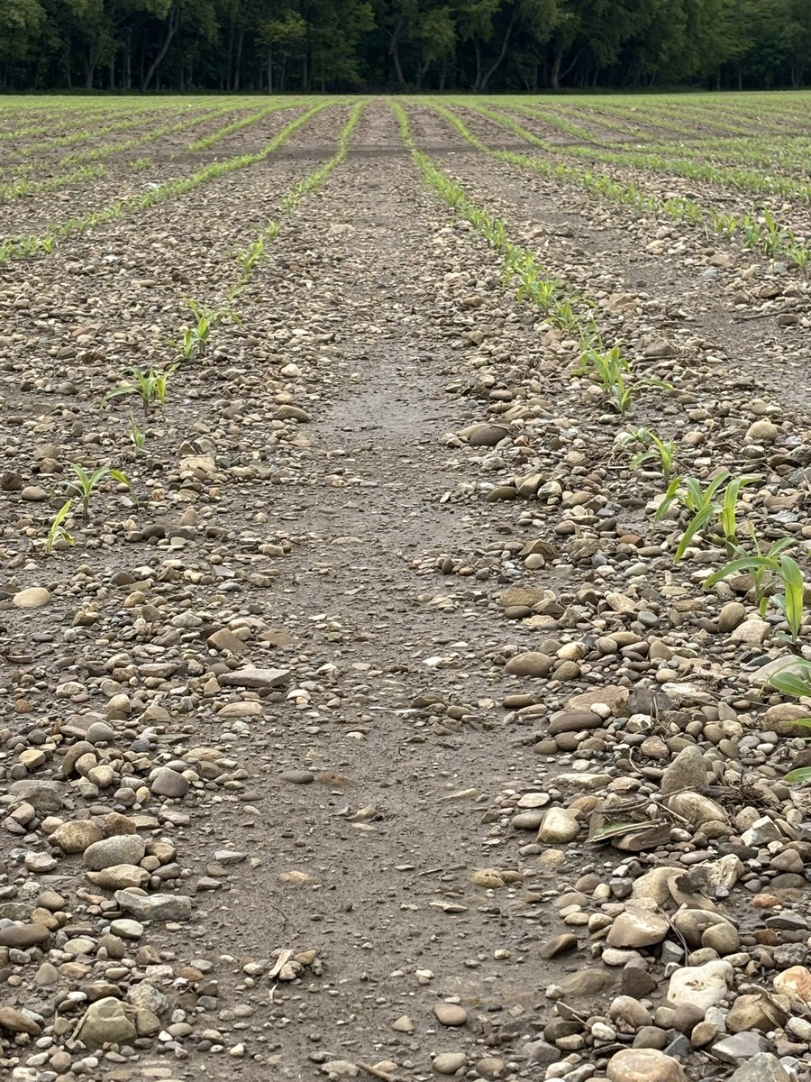 Next time my boys get in trouble I’m sending them here to pick rocks