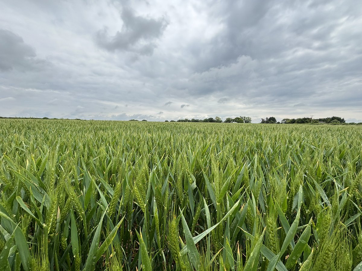 If Carlsberg did wheat varieties 🌾 😌
<a href="/LGSeedsUK/">LGSeedsUK</a> 
<a href="/AgriiUK/">Agrii</a>
