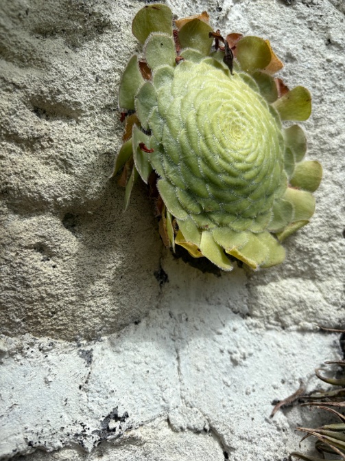 A fascinating trip to <a href="/PerennialGRBS/">Perennial</a> <a href="/YorkGateGarden/">York Gate Garden</a> ; it’s been on the list for years and now a revisit is planned! So much to delight, surprise and intrigue. #gardens #yorkshire #Leeds