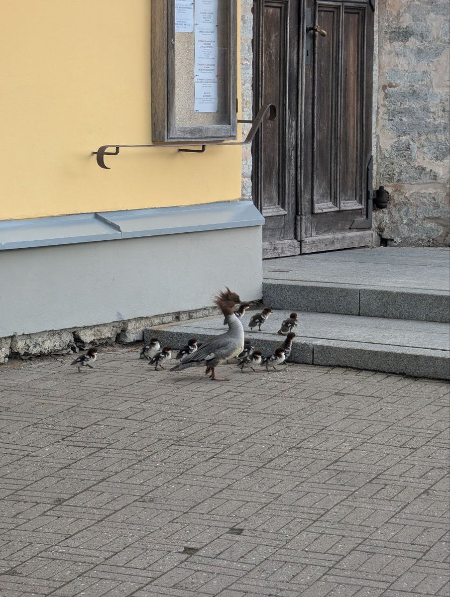 Видела птицу прямо на главной площади