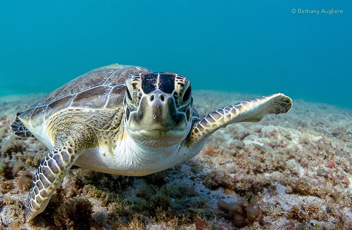 Happy World Turtle Day!

Marine turtles have been gliding through the oceans for more than 150 million years—long before dinosaurs disappeared.

We're so lucky to regularly see them at our field site!