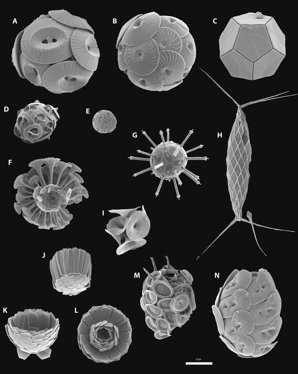 Michigan Chemical Engineering (@umichche) on Twitter photo Models developed at U-M by Professor Xiaoming Mao of <a href="/UmichPhysics/">U-M Physics</a> in collaboration with @nicholaskotov show how mismatched geometries can lead to fascinating complexity and enhance material properties like strength and toughness.
Read more: michiganche.info/4joEhhJ Models developed at U-M by Professor Xiaoming Mao of <a href="/UmichPhysics/">U-M Physics</a> in collaboration with @nicholaskotov show how mismatched geometries can lead to fascinating complexity and enhance material properties like strength and toughness.
Read more: michiganche.info/4joEhhJ