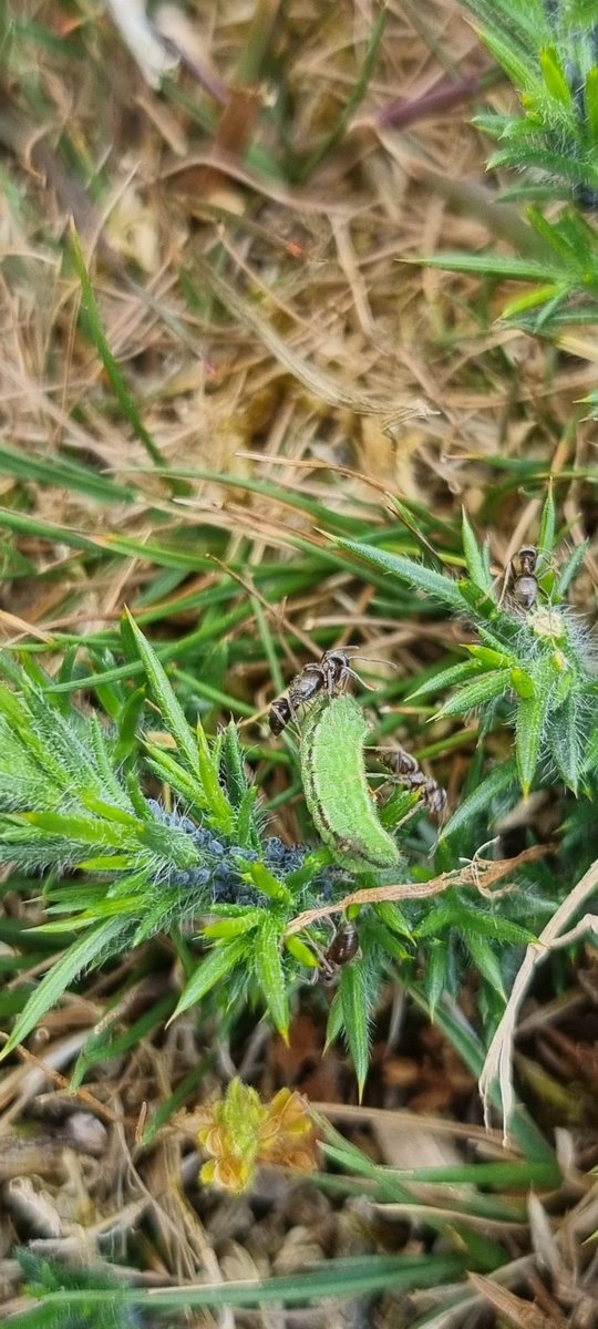 DavidDowding2's tweet image. During a successful search for larvae and pupae amongst the heather 🐛 🐜 , was not surprised to find a dozen SSB's already flying in Ipswich today, a fortnight ahead of schedule 🦋 @BC_Suffolk