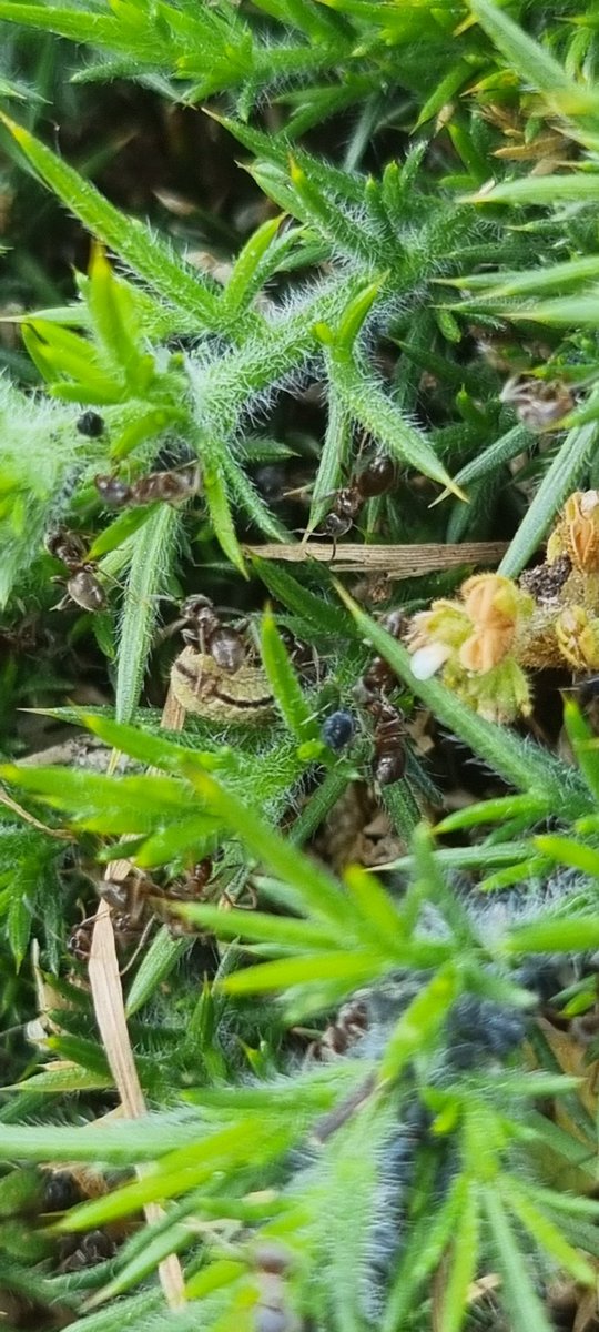 DavidDowding2's tweet image. During a successful search for larvae and pupae amongst the heather 🐛 🐜 , was not surprised to find a dozen SSB's already flying in Ipswich today, a fortnight ahead of schedule 🦋 @BC_Suffolk